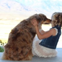 Australian Shepherd Red Merle Female Frankie