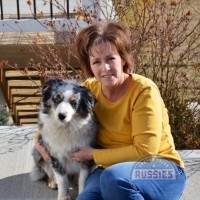 Australian Shepherd Blue Merle Male Duece Canyon Creek