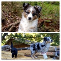 Australian Shepherd BLue Merle For Sale