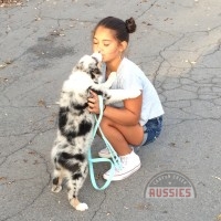 Australian Shepherd BLue Merle Puppy