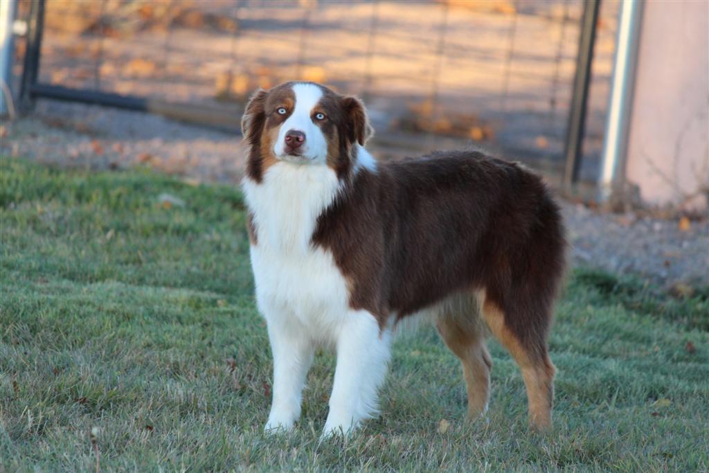 cannon creek aussies
