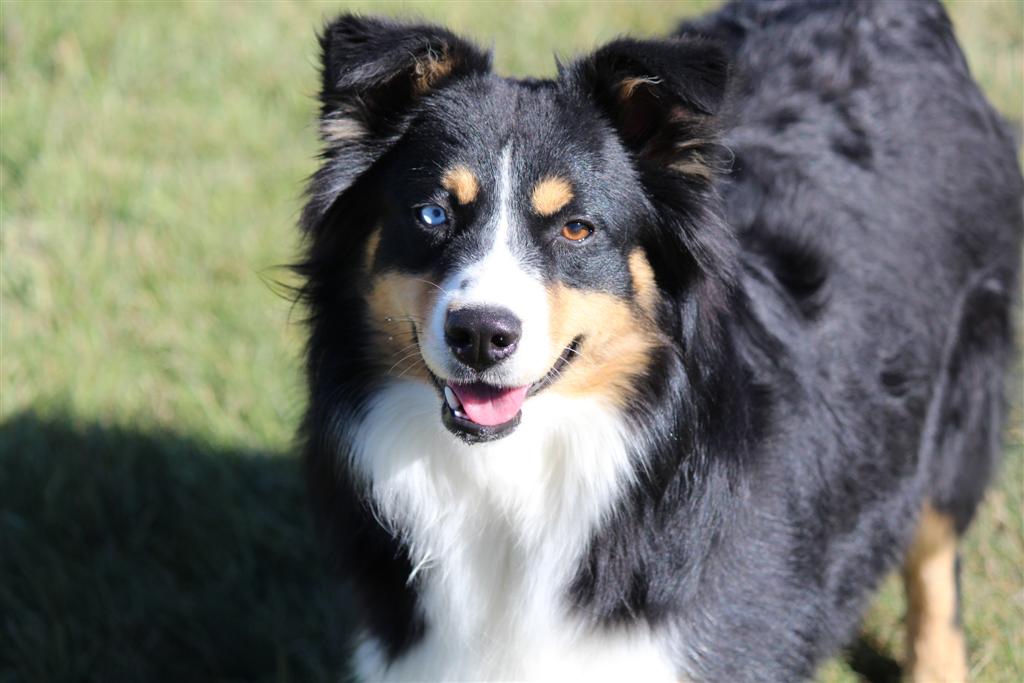 3 grown up - Canyon Creek Aussies