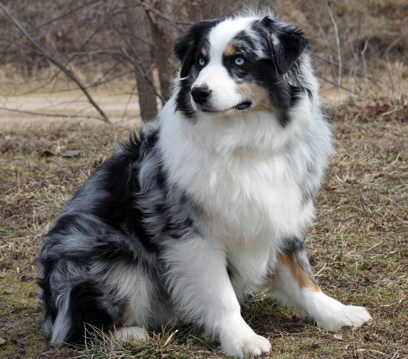 cannon creek aussies