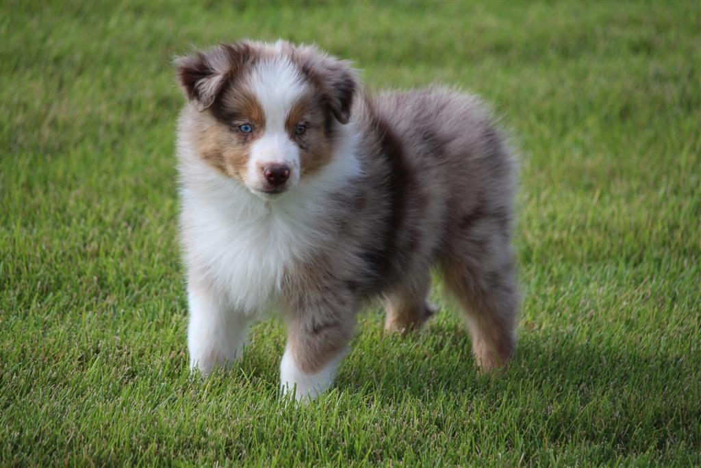 Puppies for Sale - Canyon Creek Aussies