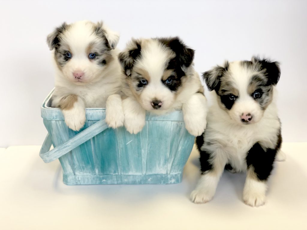 australianshepherdbreederincalifornia1 Canyon Creek Aussies