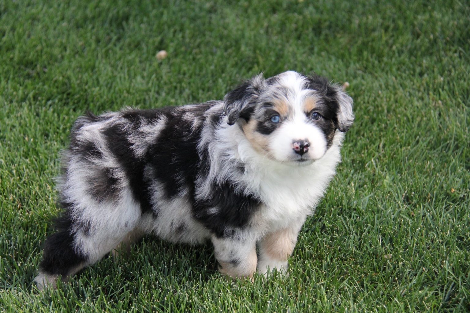 australianshepherdbreederincalifornia Canyon Creek Aussies