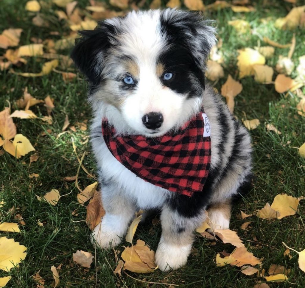 australianshepherdbreedernearme Canyon Creek Aussies