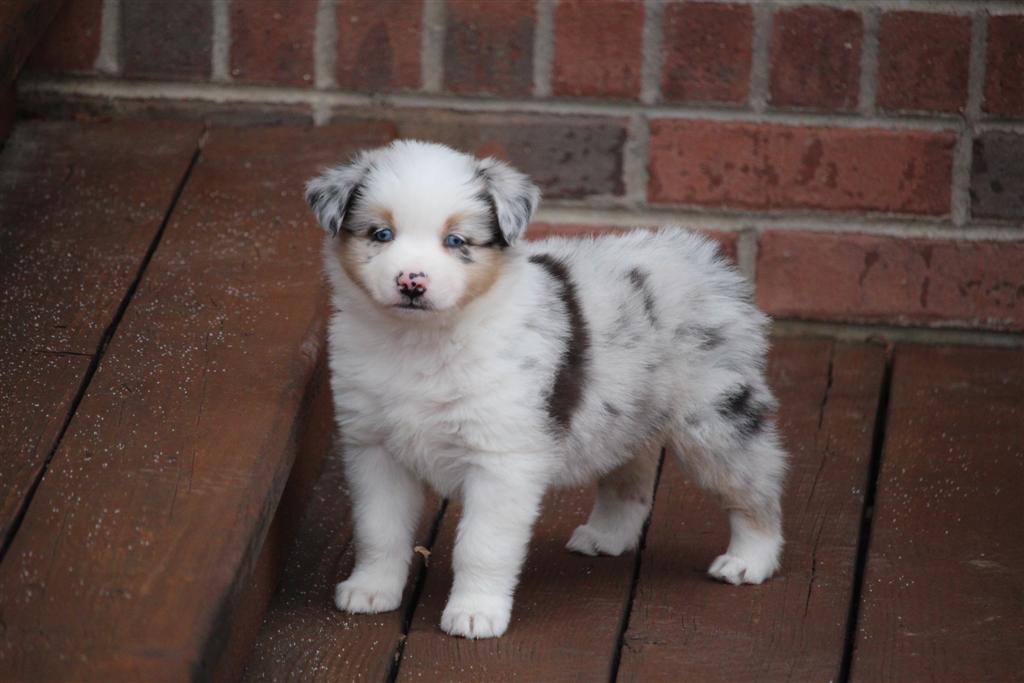 Blue merle top aussie puppy