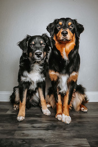 Australian Shepherd Breeder Las Vegas