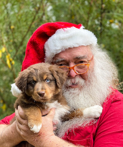 Red Tri Aussie Puppy In California