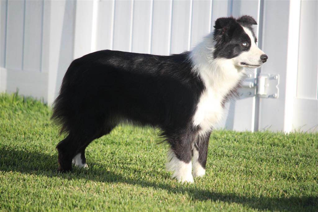 Our Mini Aussies - Canyon Creek Aussies