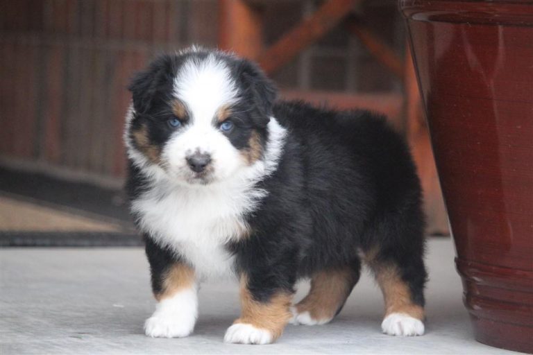 AustralianShepherdBreederInColorado Canyon Creek Aussies