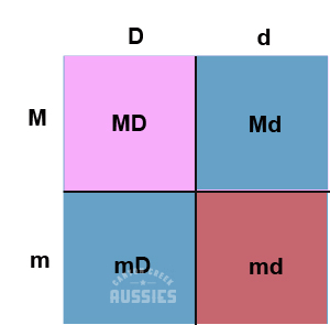 2 copies of the MDR1 gene punnet square